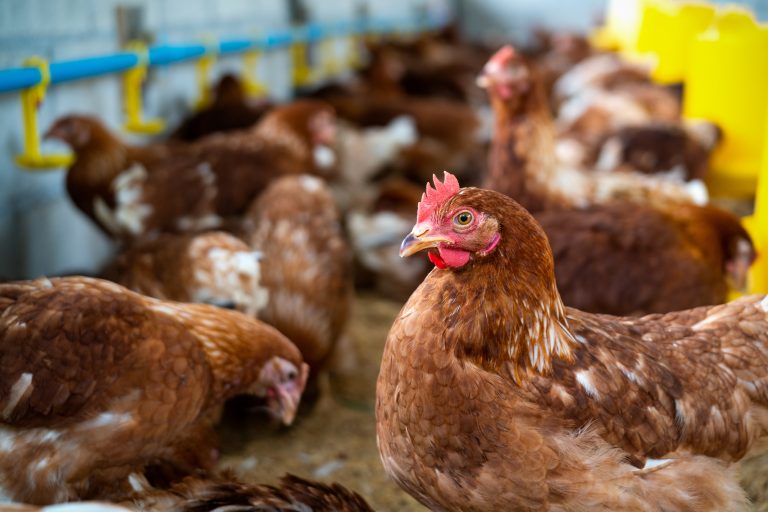 The Truth About Hormone-Free Poultry: Why It Matters